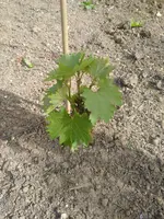 IMG_20170616_1728392.webp