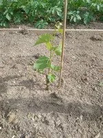 IMG_20170616_1728449.webp