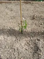 IMG_20170616_1728518.webp