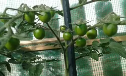 tomaten16.6..webp