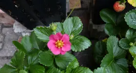 Meraldo.webp