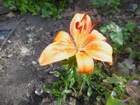 P1010040.webp
