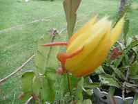 P1010041.webp