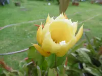 P1010048.webp