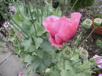 P1010044.webp