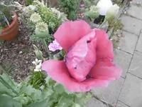 P1010045.webp
