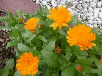 P1010046.webp