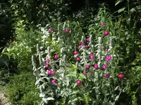BILD7078.webp