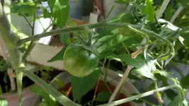030 Tomate 15.06..webp