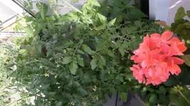SAM_1572.webp