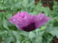 DSCI0318.webp