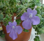 Streptocarpus 01.jpg