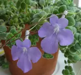 Streptocarpus 01.webp