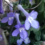 Streptocarpus 02.webp