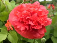 006 (3).webp