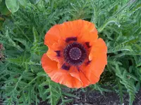 091.webp