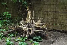 Wurzel Tannenbaum.webp