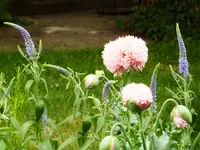 Mohn_Veronica.webp