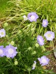 Scabiose_caucasica.jpg