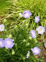 Scabiose_caucasica.webp