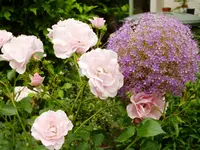 Rosen_Alium.jpg