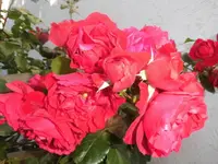 DSCI1574.webp