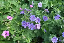DSCF9125.webp