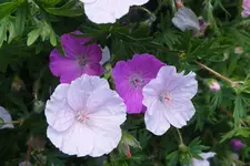 DSCF9127.webp
