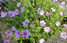 DSCF9157 (2).webp