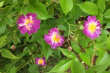DSCF9181 (2).webp