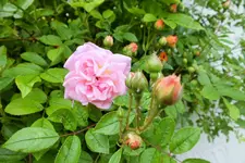 DSCF9158 (2).webp