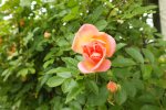 DSCF9159.JPG