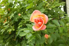 DSCF9159.webp