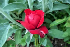 DSCF9173 (2).JPG