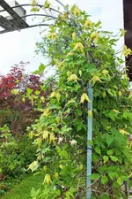 DSCF9175 (2).webp