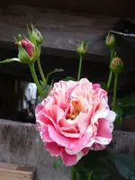 P1040414.webp