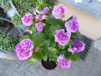 P1040731.webp