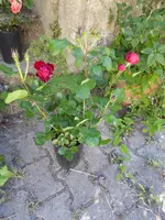 P1040156.webp
