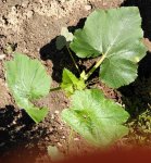 IMG_20170617_115742.jpg