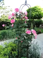 DSC00276.webp