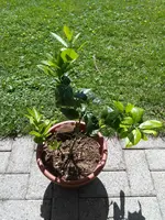 IMG_20170617_155112.webp