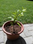 IMG_20170617_155143.jpg