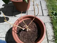 IMG_20170617_155151.webp