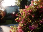 Morgensonne im Rosarium Baden.jpg