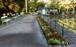 Morgens beim händischen Gießen der Pflanzeninsel im Rosarium Baden.jpg