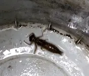 Larve.webp Larve.webp