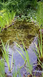 Teich.webp