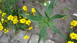 B2.webp