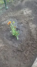 IMG-20170617-WA0001.webp