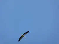 P1040330.webp
